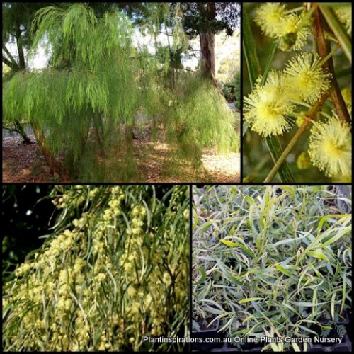 Acacia Weeping Bower Wattle x 1 Plants Native Yellow Cream Flowering Flowers Narrow Leaved Leaf River Screening Trees Shrubs cognata